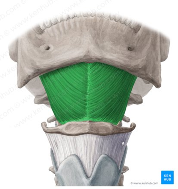 <ul><li><p>suprahyoid muscle</p></li><li><p>sheet-like muscle; forms much of the floor of the mouth</p></li><li><p>same functions</p></li></ul><p></p>
