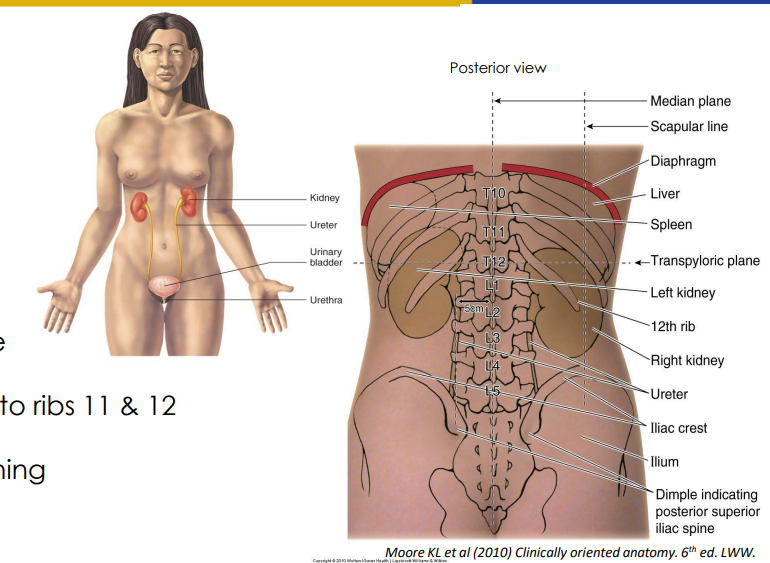 <p>- left kidney more superior (liver displaces right kidney so it sits inferior)</p><p>- Left T12-L3</p><p>- Right: L1-L4</p><p>- Hilum approx. 5cm from midline (hilum is the place on side of kidneys where blood vessels enter and exit)</p><p>- Superior poles of kidneys deep to ribs 11 and 12</p><p>- kidneys move vertically with breathing</p>