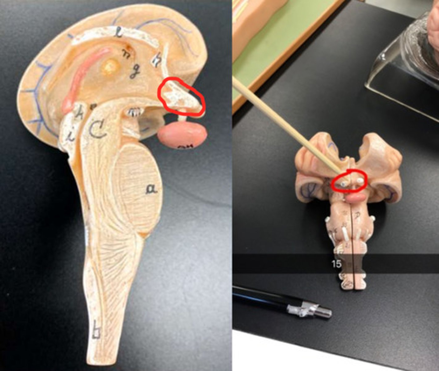 <p>sea horse "nose" except white tip</p>