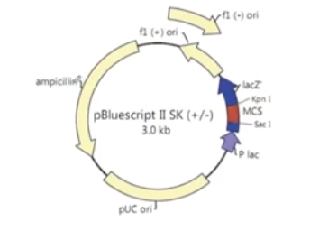 <p>Reading a plasmid map</p>
