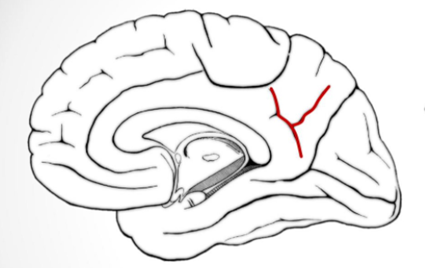 <p>przedklinek i płat limbiczny</p>