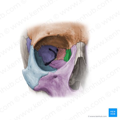 <p>Name the muscle(s) that has their origin on the bone highlighted in green, including their:</p><ul><li><p>insertion</p></li><li><p>innervation</p></li><li><p>action</p></li></ul><p></p>