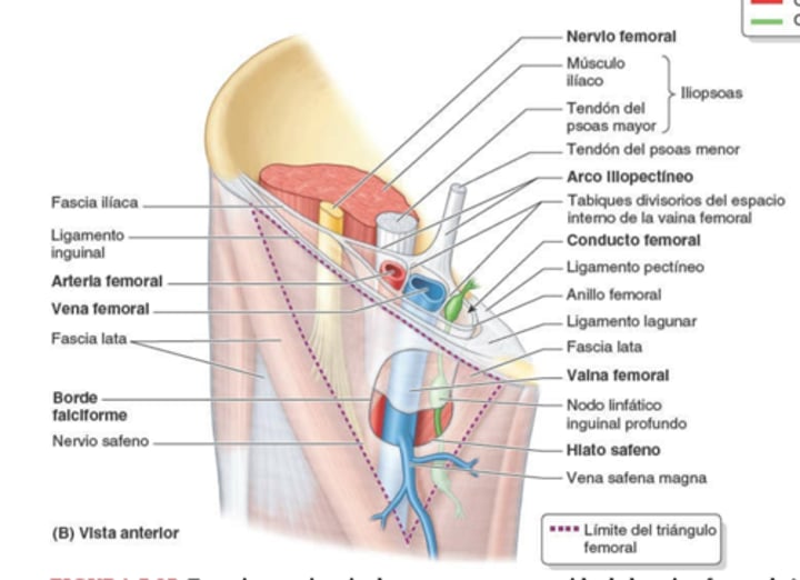 <p>del anillo femoral menciona</p><ol><li><p>ancho</p></li><li><p>que lo ocluye</p></li><li><p>limites</p></li></ol>