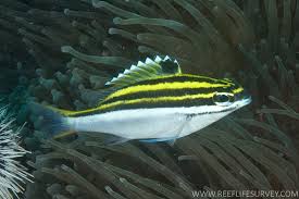 <p>Bridled Monocle Bream </p>