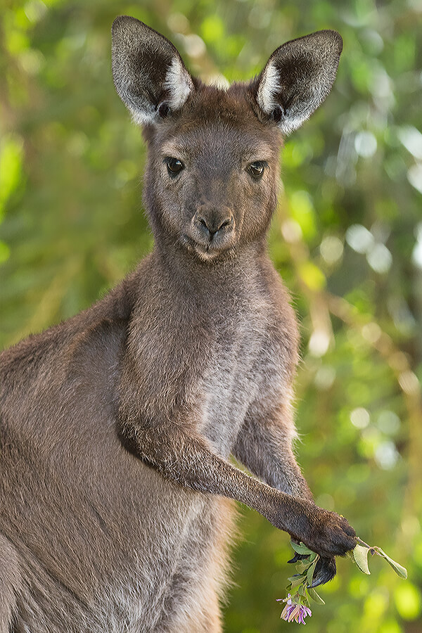 <p>Kangaroo, wallaby, quokka family; order Diprotodontia</p>