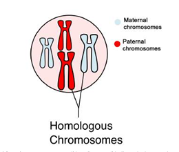  Two similar chromosomes that you inherit from
your parents (one from your mothers, one from your father) are called...
77