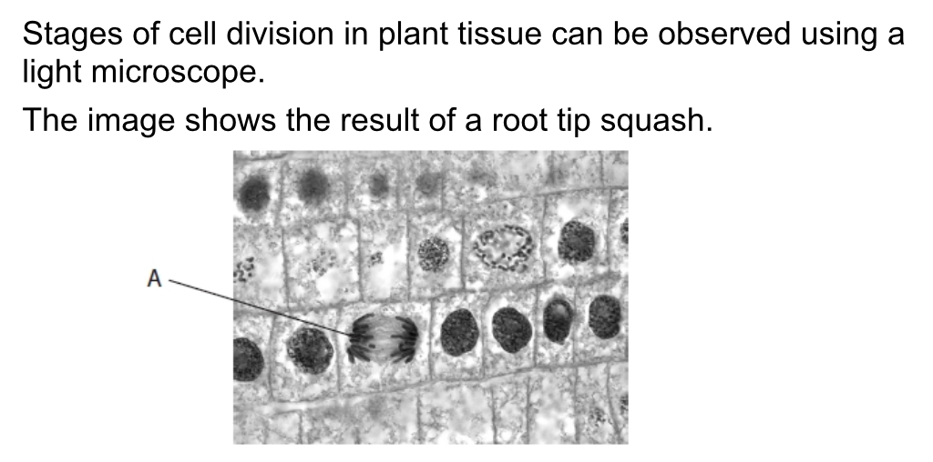 <p>How are the cells in the image dividing?</p>