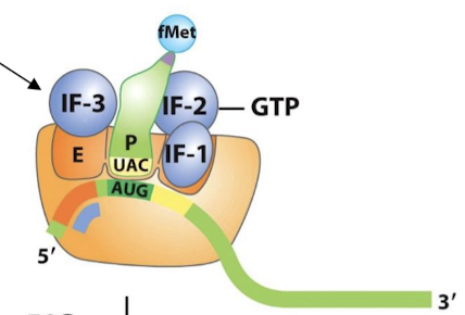 <p>The P site. Binds AUG and establishes the reading frame.</p>