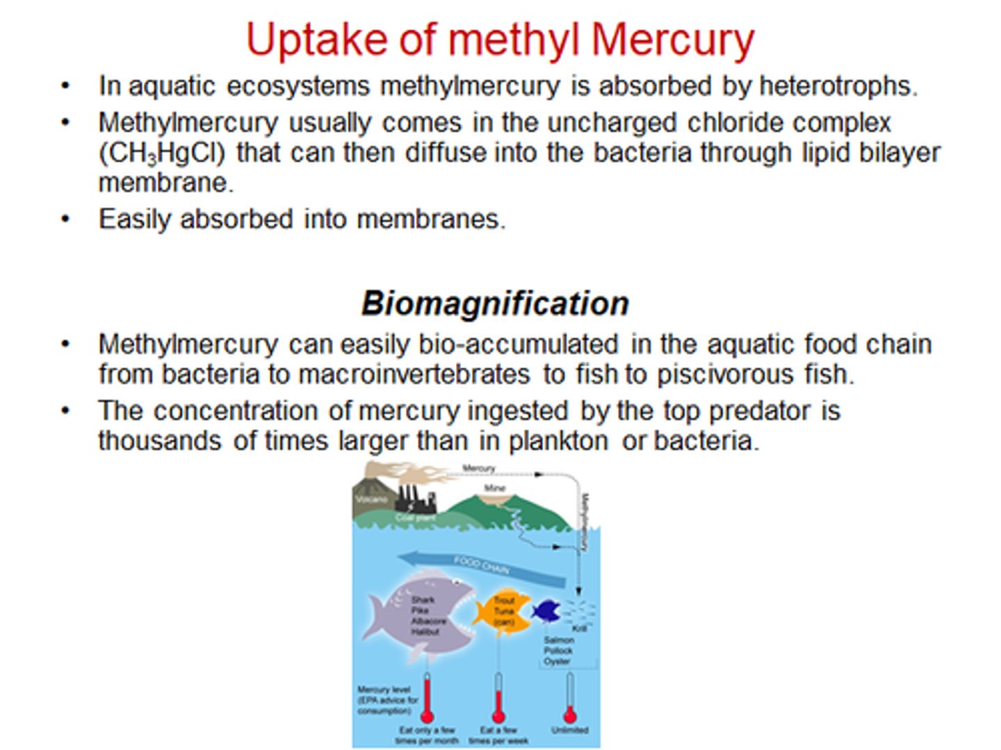 <p>a. Methymercury is in water from air -> biotransformated by bacteria -> build up to high levels in predatory fish</p>