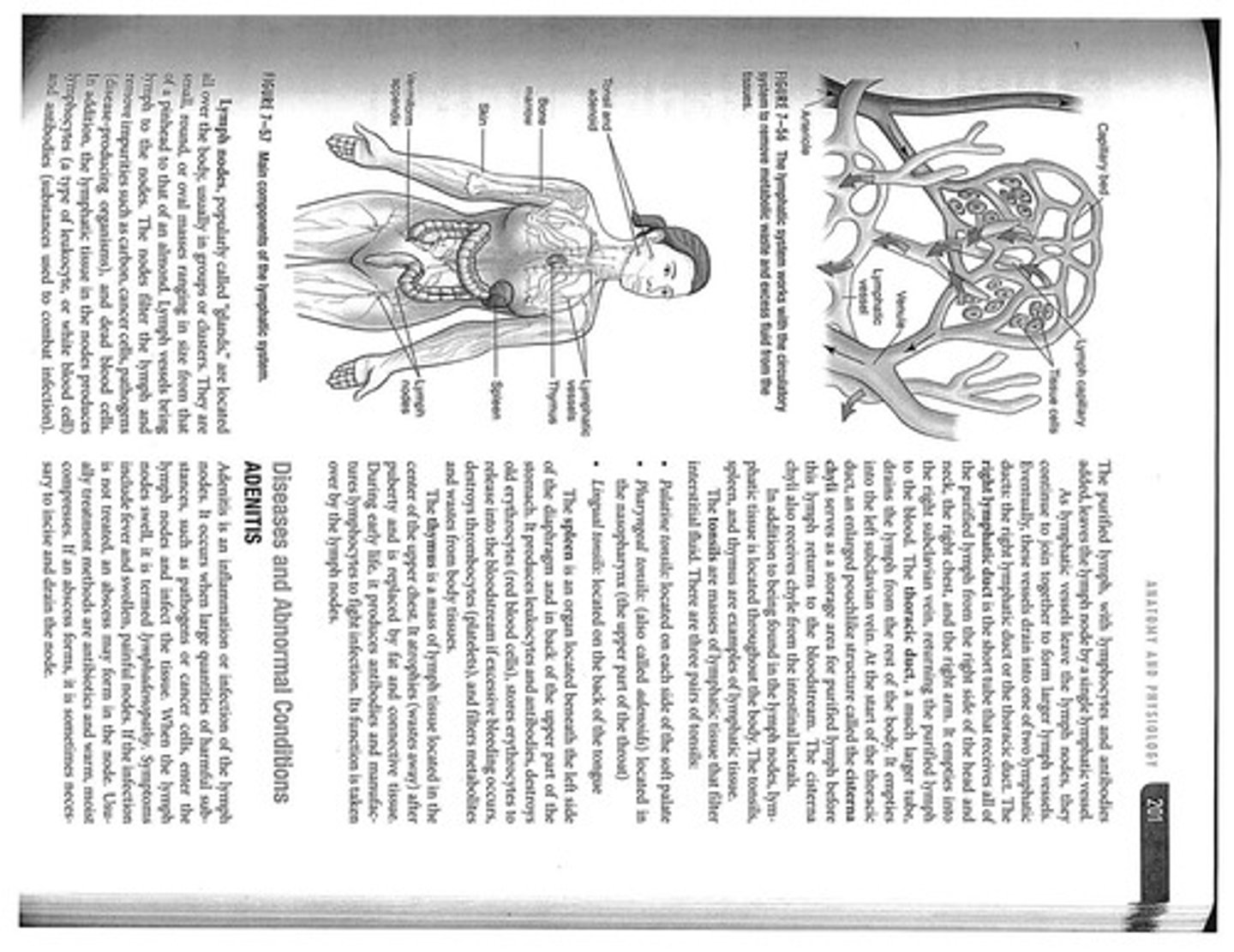 <p>Ilymphedema, lymphoma, and lymphadenopathy</p>