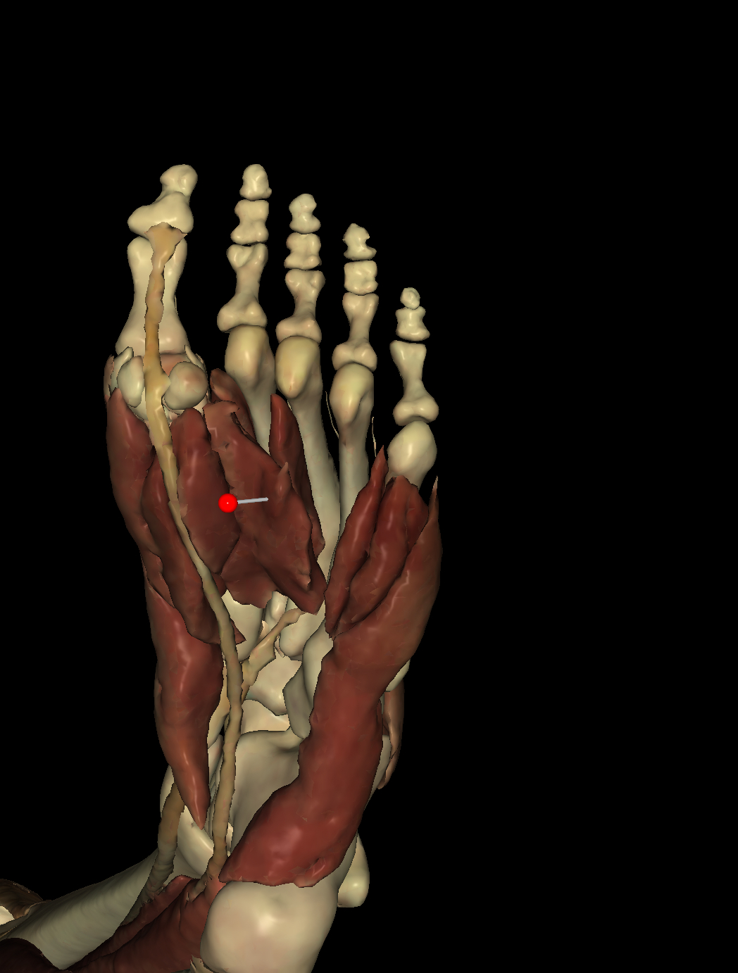 <p>Identify the Structure</p>