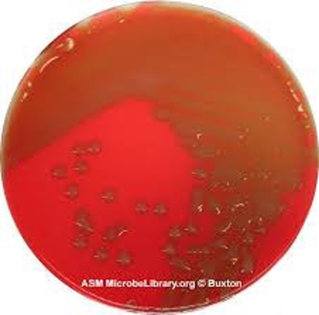 <p>incomplete lysis of red blood cells, colonies show green color</p>