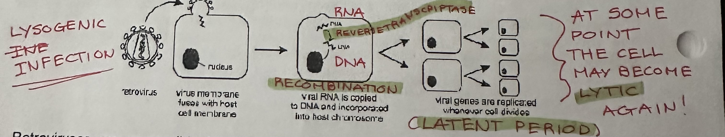 <p>Lysogenic cycle (Lysogenic infection) that at some point the cell become <strong>lytic </strong>again.</p>