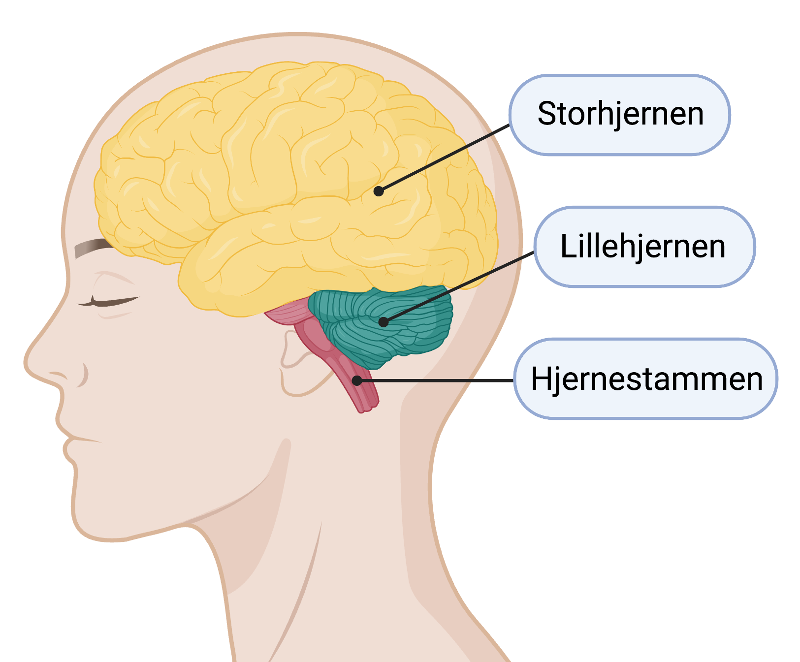 <p><strong>Cerebrum (storehjernen):</strong> Største del af hjernen, der styrer bevidste funktioner som tanker, sanser, viljestyrede bevægelser, sprog og hukommelse. Opdelt i to hemisfærer med specialiserede områder for motorik, syn, hørelse m.m.</p>