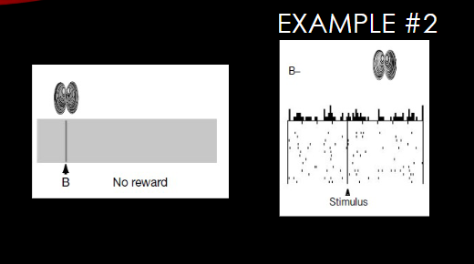 <p>present stimulus B alone by itself with no reward, the dope neurons are not active at all</p>