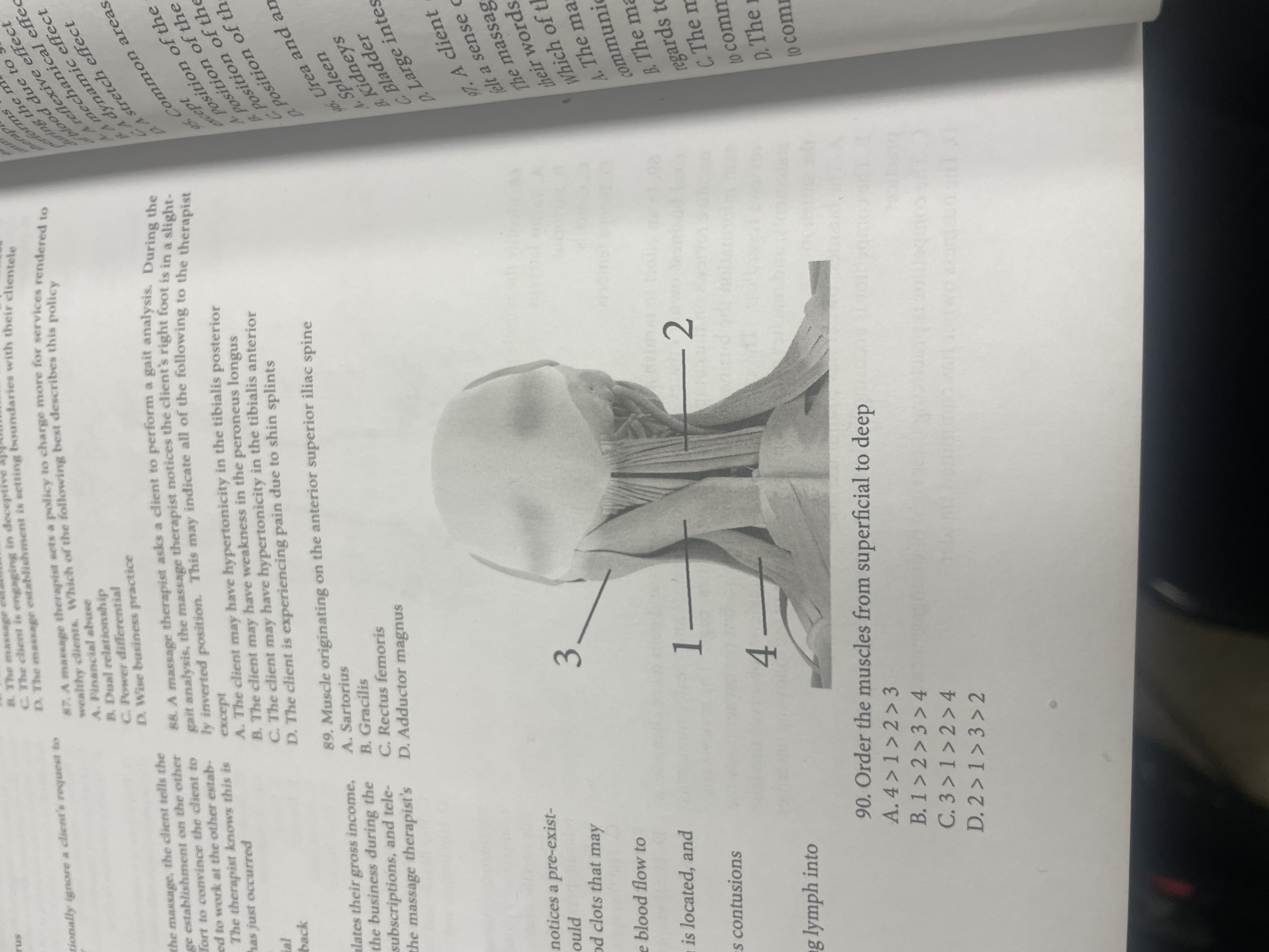 <p>Order the muscles from Superficial to deep</p>