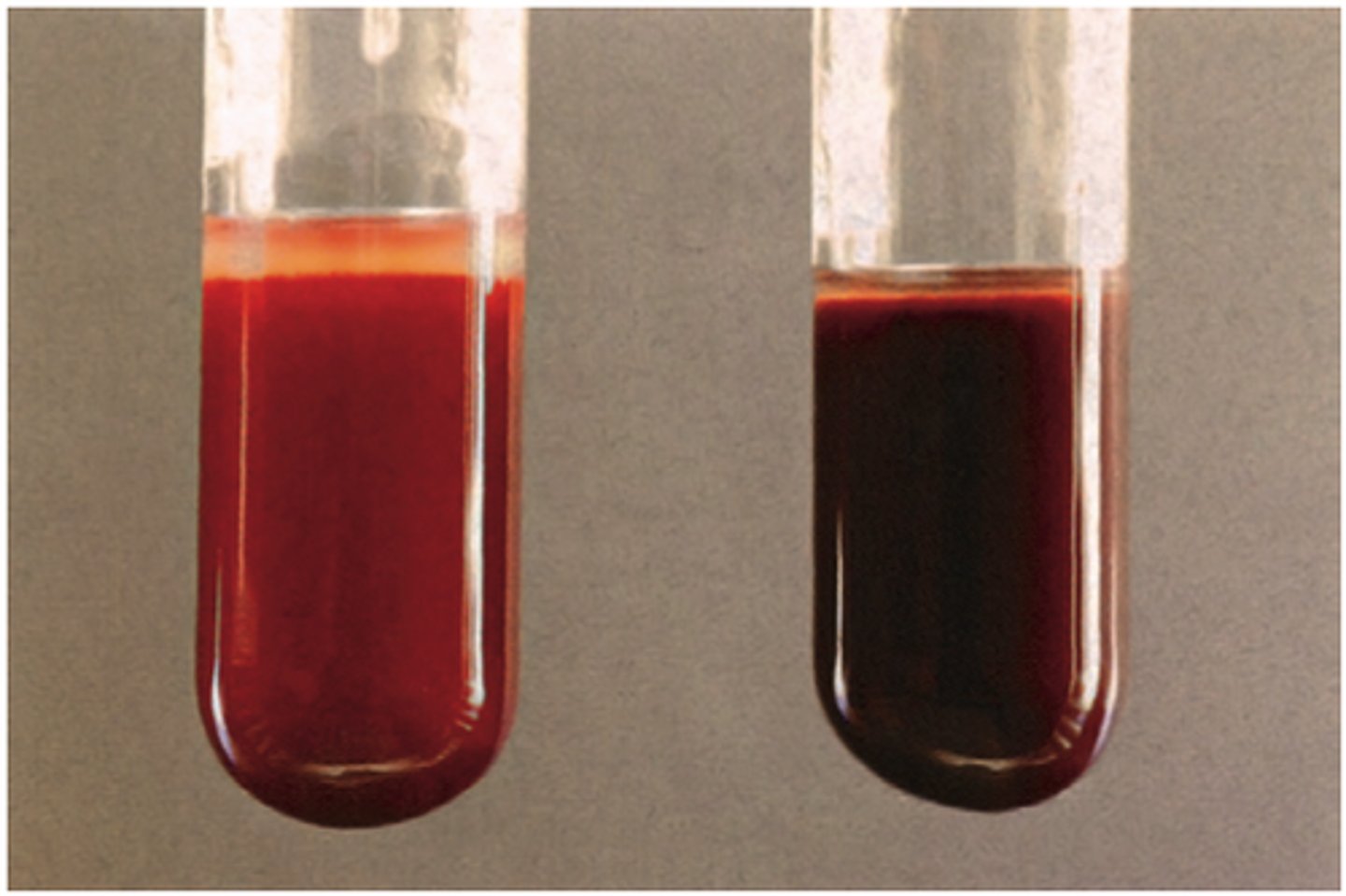 <p>Hemoglobin loaded with oxygen, produces a bright red color</p>