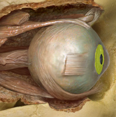 term image