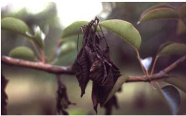 What is this injury called?