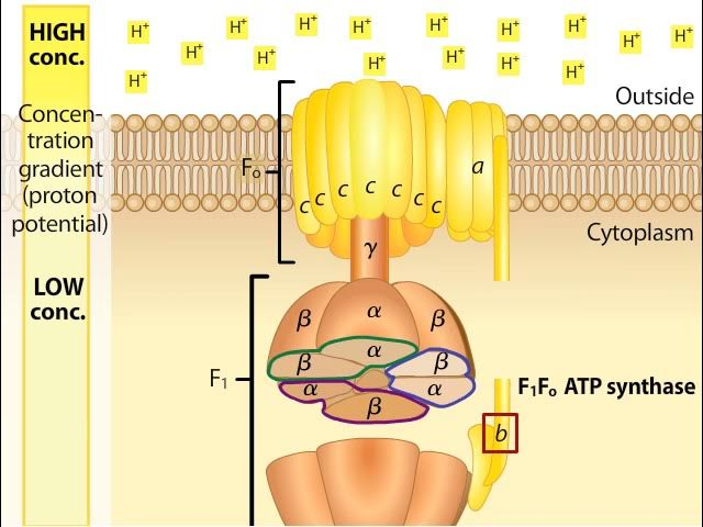 <p>Top part: F<sub>0 </sub>proton channel</p><p>Bottom part: F<sub>1 </sub>ATP synthase enzyme</p>