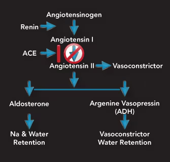 <p>Kidneys release renin</p><p>Renin converts angiotensin → leads to more fluid retention</p><p>If kidneys produce too much renin, then too much fluid retention, and BP will rise</p>