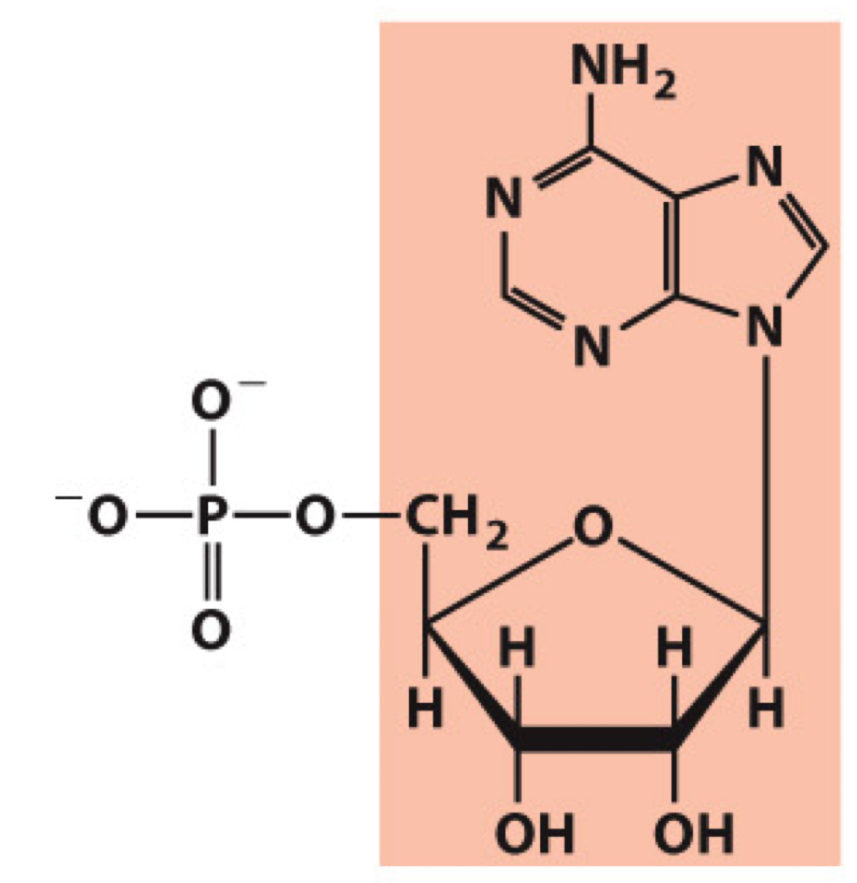 <p>What molecule is this? Give the nucleotide and nucleoside names as well as the 3 symbols that represent it</p>