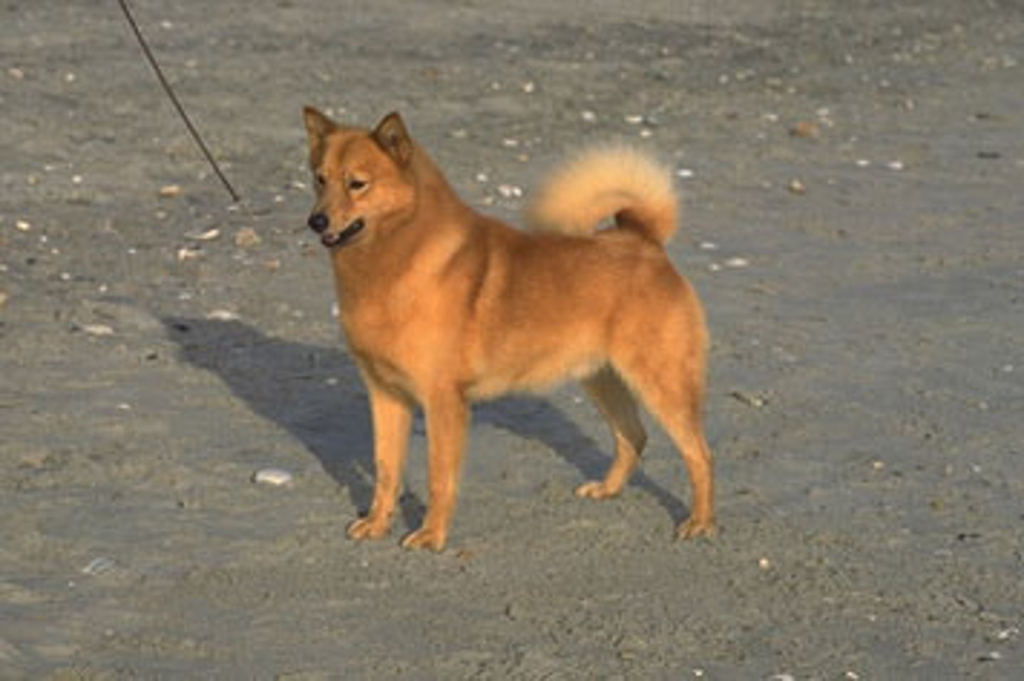 knowt flashcard image