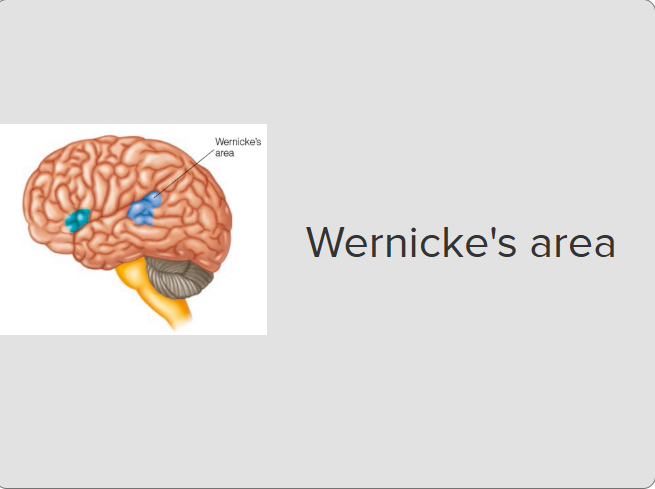<p><strong>WERNICKE’S AREA</strong></p>
