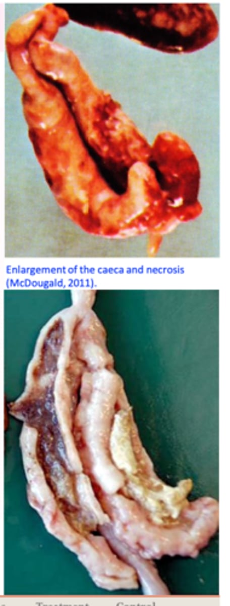 <p>Multiplication of the histomonads in the caecal wall and the</p><p>liver =&gt; necrosis;</p><p>After tissue invasion =&gt; caecal walls become thickened and</p><p>hyperemic =&gt; necrosis develops;</p><p>Caeca become distended with a caseous/cheesy core made up of concentric layers;</p><p>Ulcers=&gt;perforation of the caeca=&gt; generalized peritonitis;</p>