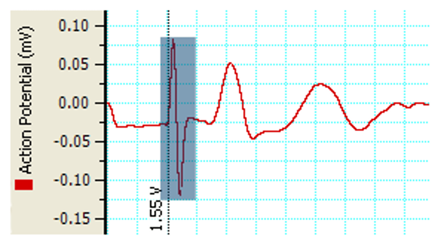 <p>Cause by the spread of part of the stimulus voltage to the recording electrodes</p>