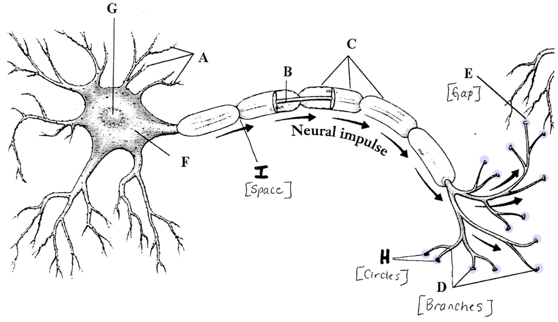 <p>Discharge the neurotransmitters into the synaptic gap</p>