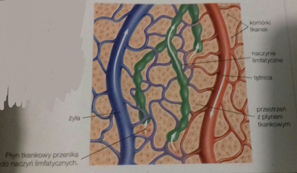 <p>Pomiędzy tkankami znajduje się płyn tkankowy. Ten płyn to tak naprawdę najczęściej trochę zmienione osocze krwi. Drobniejsze naczynia limfatyczne zbierają ten płyn, po czym transportują do większych naczyń. Wtedy nazywamy je limfą.</p><p></p>