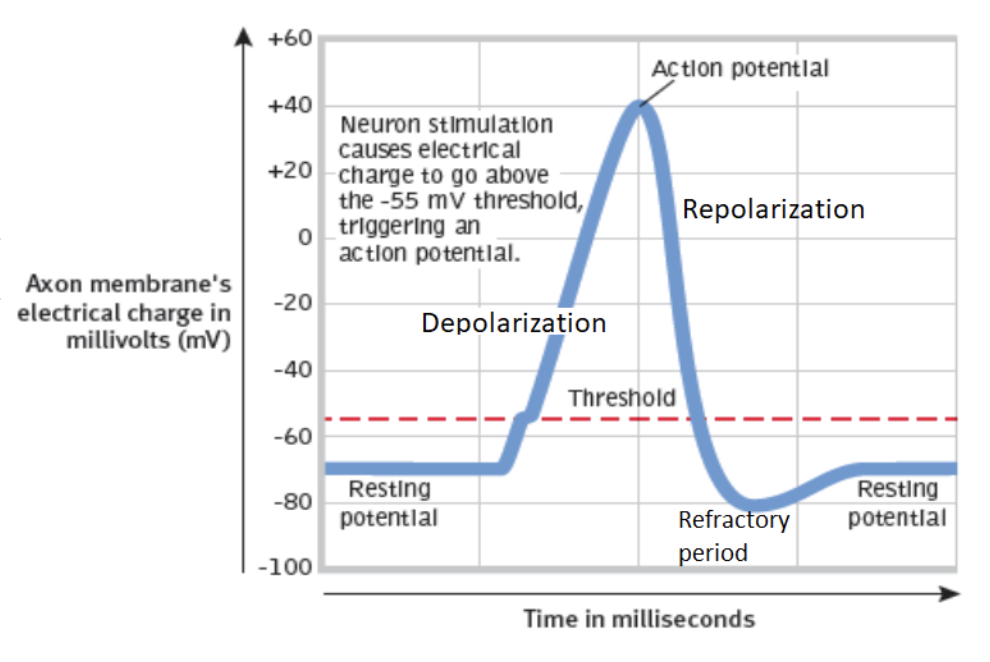 <p>Depolarization</p>