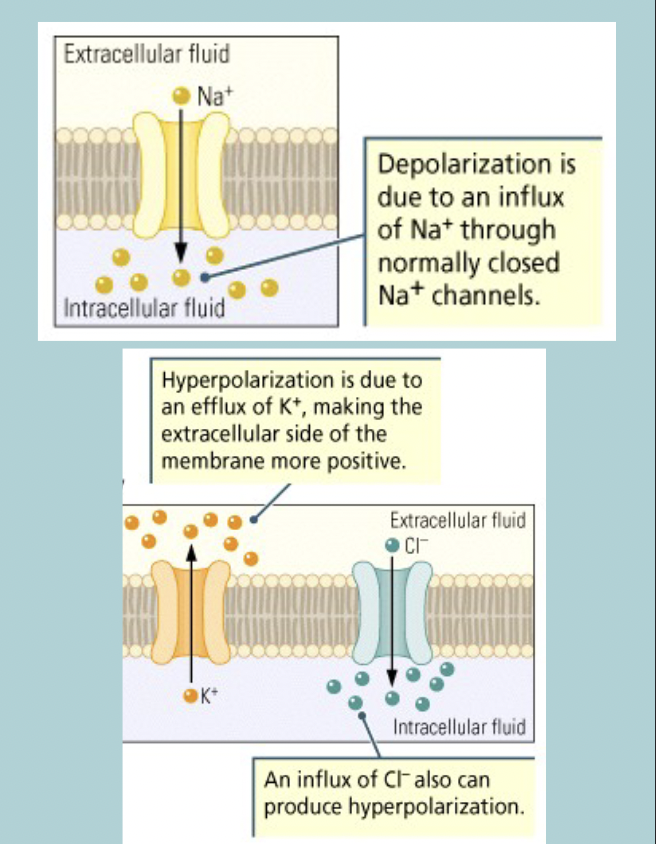 <p>Basis of Graded potentials:</p><ul><li><p>Change in membrane PERMEABILITY of certain ions (ie, channels open)&nbsp;&nbsp;</p></li></ul><p>Depolarization:</p><ul><li><p>Increase influx of Na+ (or Ca 2+)&nbsp;</p></li></ul><p>Hyperpolarization:</p><ul><li><p>Increase influx of K+ or Cl-&nbsp;</p></li></ul><p></p>