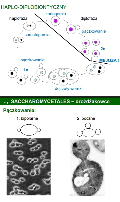 <p>komórka pączkująca drożdży może być zarówno haplo jak i diploidalna</p><p>-na przykładzie: <em>Saccharomyces cervisiae</em></p>