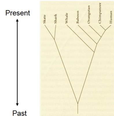 <p>hierarchy based on ancestry</p><p>ancestor is nodes</p><p></p><p>can change as hypotheses and evolutionary relationships change</p>