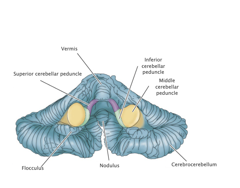 <p>Three major white matter structures that contain efferent and afferent axons of the cerebellum (peduncle means stalk). These three peduncles are named the inferior, middle, and superior cerebellar peduncles.</p>