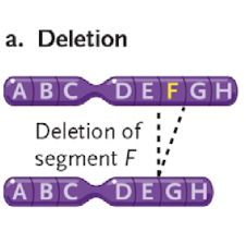 <p>loss of genes</p>