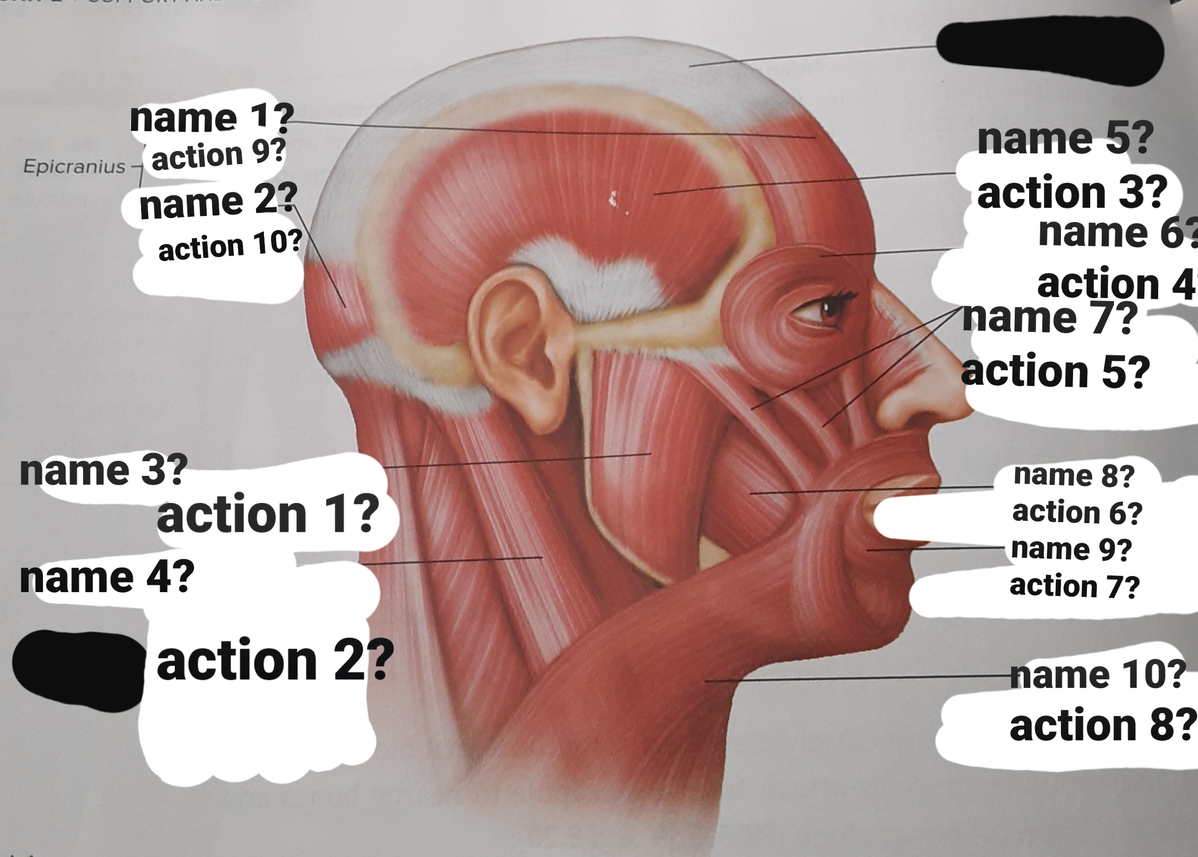 <p>orbicularis oris</p>