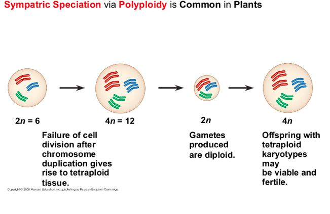 <p>evolve independently through mutation, natural selection, and genetic drift</p>