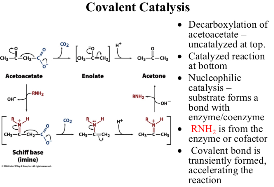 <p>Covalent bond is transiently formed, …</p>