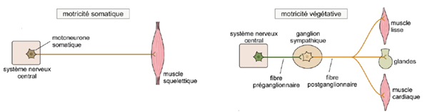 -les neurones su système végétatif sont fors du système nerveux centrale :
-système sympathique = ganglions sympathiques paravertébraux, proches de la moelle épinière
-système parasympathique = ganglions ou plexus neural dans/ou à proximité de l'organe cible
-les contacts entre les neurones moteurs végétatifs et les tissus cibles sont diffus et peu différenciés
-les terminaisons motrices végétatives libèrent une diversité de neurotransmetteurs qui ont pour cible une diversité de récepteurs post-synaptiques