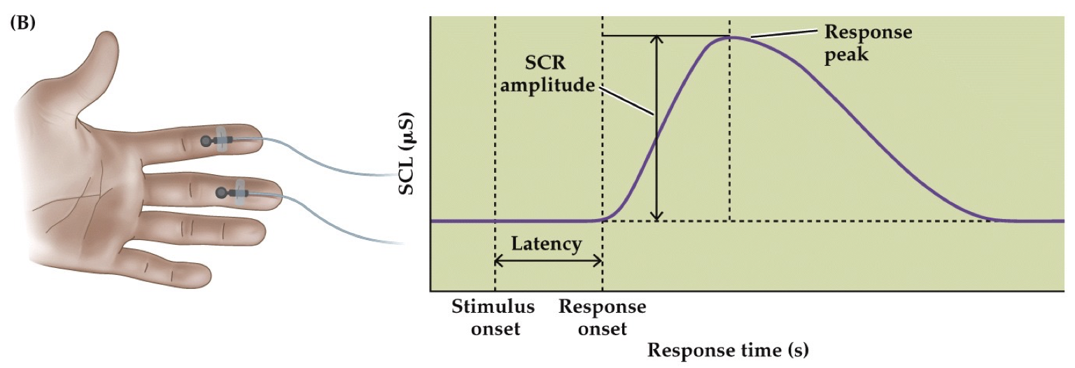 <p>Skin Conductance Response (psychophysiology)</p>