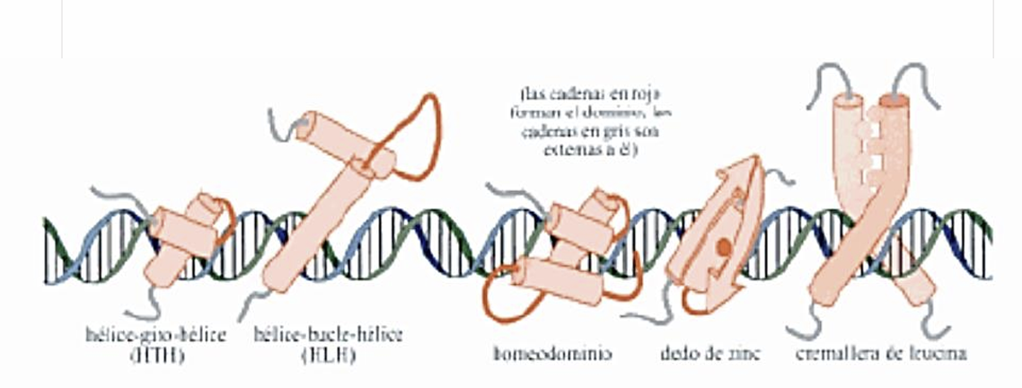 <ul><li><p>hélice-giro-hélice</p></li><li><p>hélice-bucle-hélice</p></li><li><p>homeodominio</p></li><li><p>dedo de zinc</p></li><li><p>cremallera de leucina</p></li></ul><p></p>