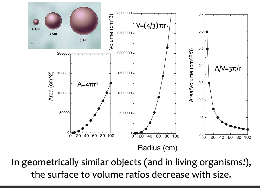 <p>in geometrically similar objects:</p><ul><li><p>the ratio of two linear dimensions is equal and independent of the size of the objects </p></li><li><p>if L = length (or a linear dimension) then:</p></li><li><p>area is proportional to L<sup>2</sup> - areas increase with the square (L<sup>2</sup>) of linear dimensions</p></li><li><p>mass and volume are proportional to L<sup>3</sup> - volumes (and hence masses) increase with the cubic (L<sup>3</sup>) of linear dimension</p></li></ul><p></p>
