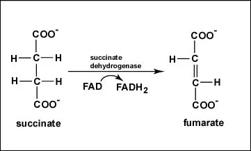 <p>succinate dehydrogenase</p>