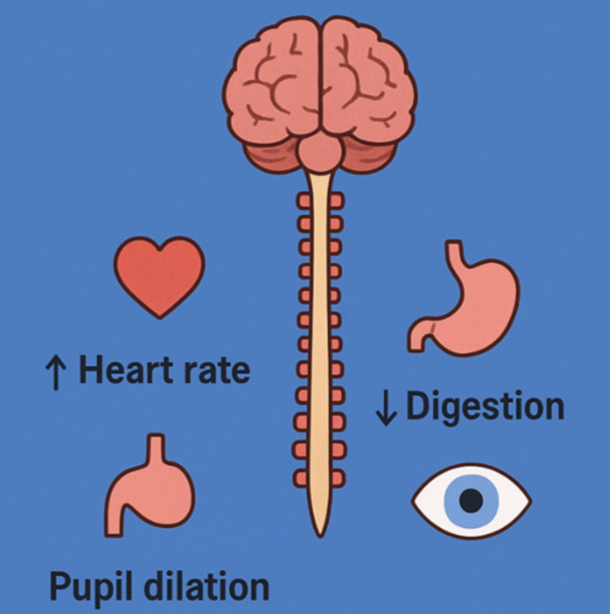 <p>fight or flight; arousal &amp; energy generation</p>