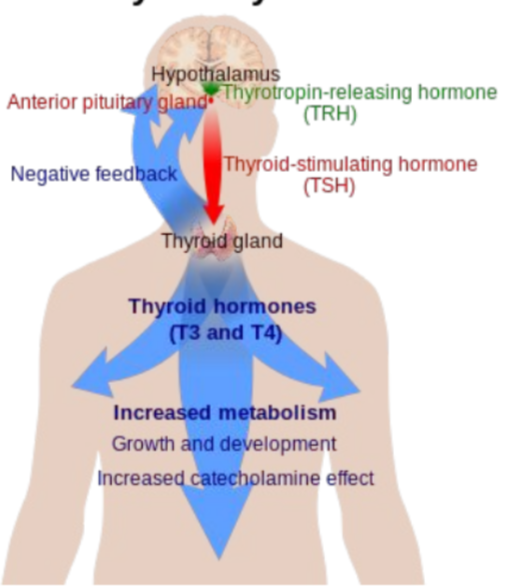 * Amine hormone released from thyroid gland → acts on nearly every tissue in the body and essential to the proper development and differentiation of cells 
* Primary role is to increase the basal metabolic rate
  * Achieved by stimulating carbohydrate + lipid metabolism through the oxidation of glucose _ fatty acids  
  * Can also increase the body’s sensitivity to catecholamines (such as adrenaline)
* Iodine is an important component of thyroxine 
* Lack of soil iodine means not enough thyroid hormones 
  * Causes goiter (thyroid swelling) 
  * In children, causes cretinism → stunted growth + impaired brain development 