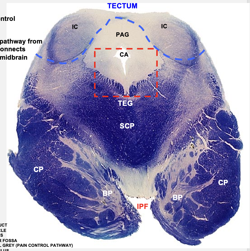 <p>caudal midbrain cross section structures </p>