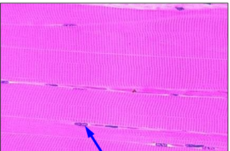 <p>What type of muscle tissue is this?</p><p>What is the structure indicated by the arrow?</p><p>Is this tissue considered multinucleate?</p><p>Is this voluntary muscle tissue?</p><p>Is this tissue considered striated muscle?</p>